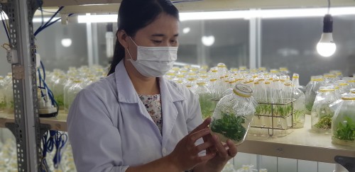Khoa Công nghệ sinh học nghiên cứu nuôi cấy mô và thương mại hóa thành công hoa Dạ Yến Thảo